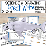 Great White Shark Directed Drawing | Ocean Marine | How to