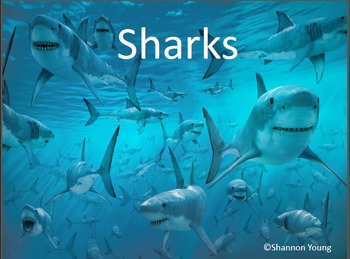 Shark Explanatory Text Writing by Crazy in Kindergarten | TPT