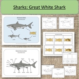 Shark: Great White Shark Ocean Study Montessori Life Cycle