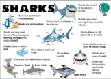 Shark Information Report Visual