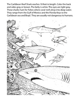 Preview of Shark Informational Text Coloring Page: Caribbean Reef Shark