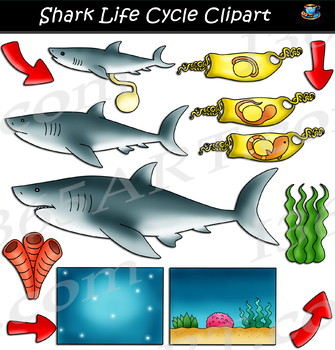 Preview of Shark Life Cycle Clipart - Great White Shark