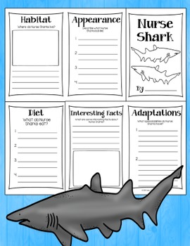 Shark Research Books by Casey Wiggins | TPT