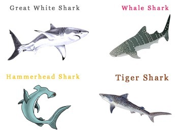 Preview of Shark Species Flash Cards