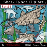 Shark Types Clip Art, One, Hand-drawn, Realistic Animal Im