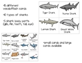 Shark Vocabulary Cards