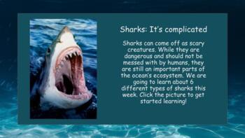 Preview of Shark WebQuest/Jigsaw Activity