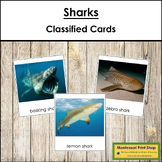 Types of Sharks - Montessori 3-Part Cards - Vocabulary, ESL