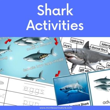 Sharks 3 Part Cards Description Life Cycle Parts of the Shark | TPT