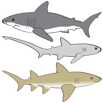 Sharks Clip Art - Life Cycle Illustrations Included by Studio Devanna