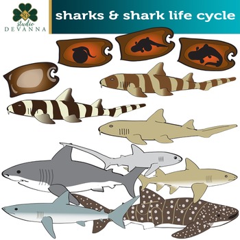 Preview of Sharks Clip Art  - Life Cycle Illustrations  Included