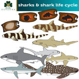 Sharks Clip Art  - Life Cycle Illustrations  Included