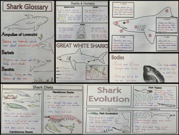 Shark Size Comparison Poster Print by Gwen Shockey/Science Source (36 x 24)  : : Home & Kitchen