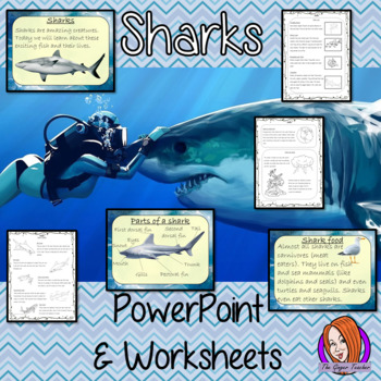 Sharks Lesson by The Ginger Teacher | TPT