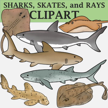 Preview of Sharks, Skates, and Rays Clip Art