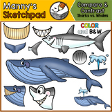 Sharks & Whales: Compare and Contrast Clip art