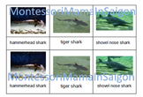 Sharks and Whales Montessori Three Part Vocabulary Cards
