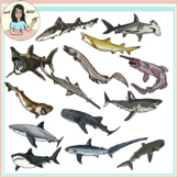 Sharks clipart - Realistic, 14 types, Detailed with Line Diagrams