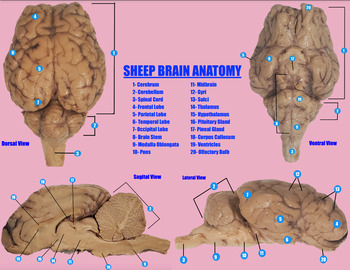 Preview of Sheep Brain Anatomy Poster Mat