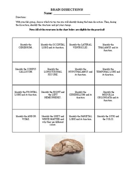 Preview of Sheep Brain Dissection Handout: Tic Tac Toe