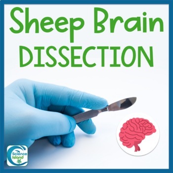 Preview of Sheep Brain Dissection Lab