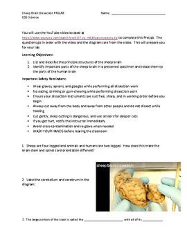 Preview of Sheep Brain Dissection PreLab - Anatomy and Other Sciences