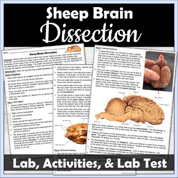 Preview of Sheep Brain Dissection, Review Activities, and Lab Test
