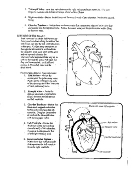 Sheep Heart Dissection Lab by Richard Kemper | Teachers Pay Teachers