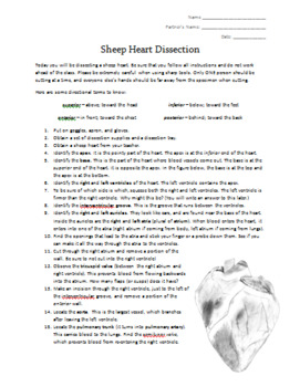 Sheep Heart Dissection Lab Procedure and Worksheet Editable TpT