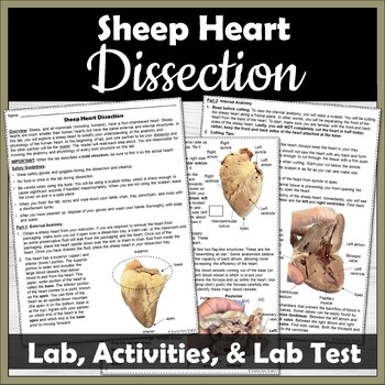 Preview of Sheep Heart Dissection, Review Activities, and Lab Test | Cardiovascular System