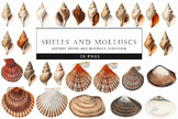 Shells and Molluscs Art, Seashell Illustrations, Marine De
