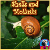 Shells and Mollusks - PowerPoint & Activities