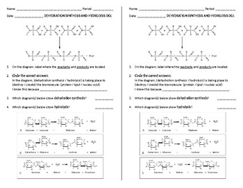 Dehydration Synthesis And Hydrolysis Worksheet Escolagersonalvesgui