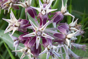 Preview of Showy Milkweed (Asclepias speciosa) Powerpoint photo $10