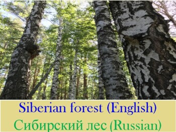 Preview of Siberian Forest (Сибирский лес)