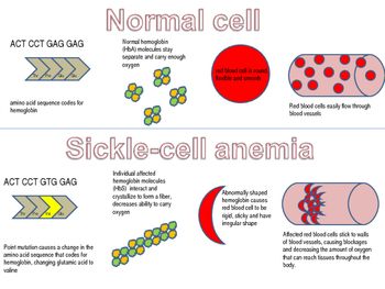 Preview of Sickle cell diagram