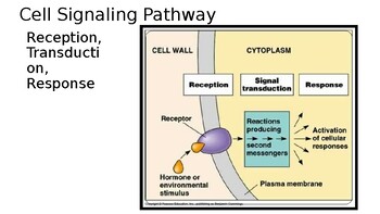 signal transduction pathway diagram