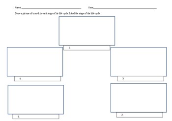 Silkworm Life Cycle Assessment and Rubric by Ivy Jones  TpT