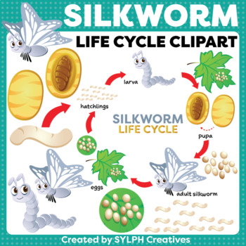 life cycle of silkworm