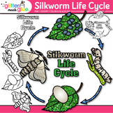 Silkworm Life Cycle Clipart Images: Bugs & Insects Clip Ar