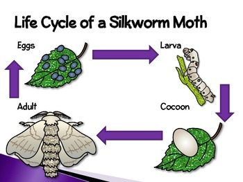 Life cycle of silk moth - Home Work Help - Learn CBSE Forum
