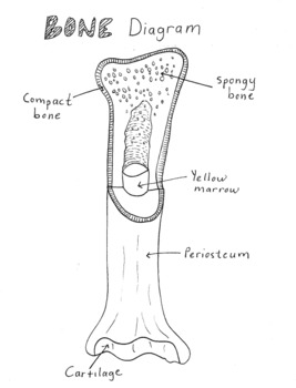 Preview of Simple Bone Diagram