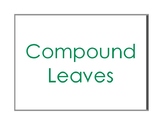 Compound  Leaves