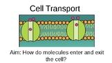 Simplified Cellular Transport PowerPoint