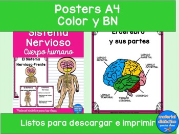 Preview of Sistema Nervioso- cuerpo humano- actividades, posters y juegos- Spanish
