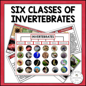 Preview of Six Main Classes of Invertebrates Sort Information Cards Montessori