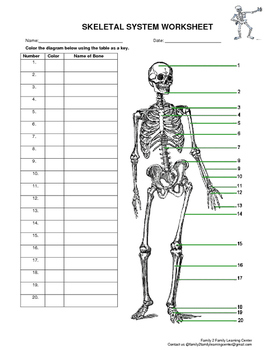 Preview of Skeletal System Worksheet