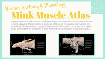 Preview of Skeletal Muscle Anatomy Dissection Guide - Mink vs Human - Independent Learning