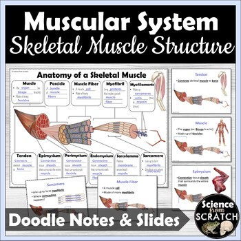 Preview of Skeletal Muscle Anatomy Foldable Doodle Notes and Worksheet  | Muscular System