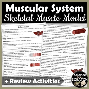 Preview of Skeletal Muscle Anatomy Modeling Activity | Muscular System Unit